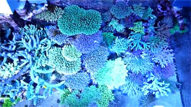 Top-down View of a Japanese Style Reef Tank by Anagonbe