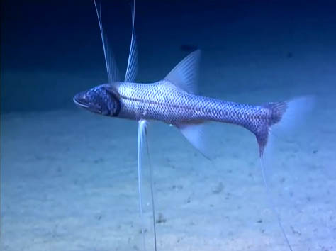 This is an image of a tripod fish patrolling the sea floor where it makes its home. It menaces with extremely long fins.