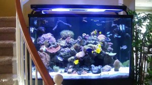 250 gallon REEF SYSTEM. Chapter 1