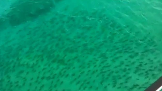 florida shark migration